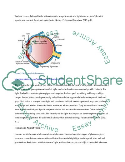 Comparison Between Structure and Function of Human and Animal Eyes