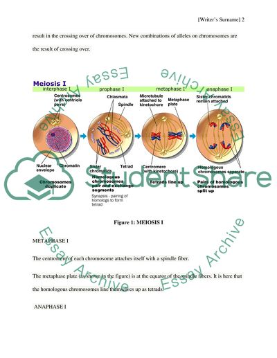 Stages of Meiosis