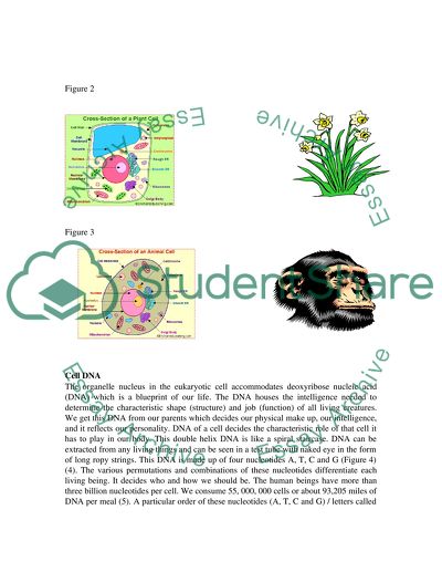 Analysis of Cell DNA