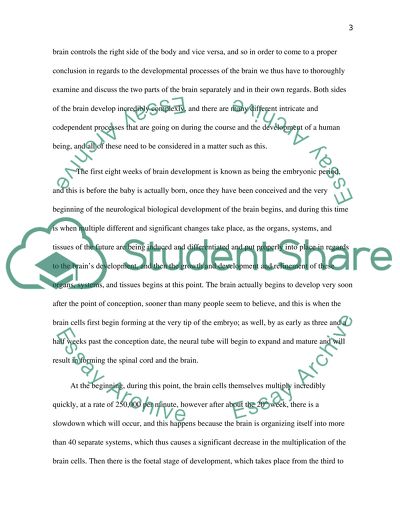 Neurological Biological Development of the Brain