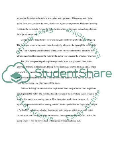 Xylem and Phloem: A Plants Dynamic Duo