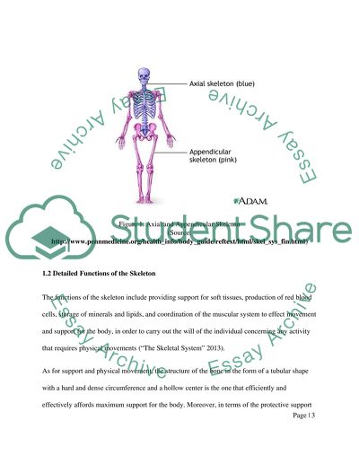 essay writing about skeletal system