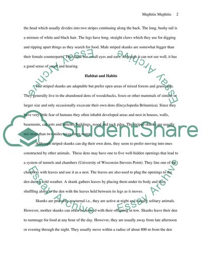 Skunk Species, Memphitis Memphitis