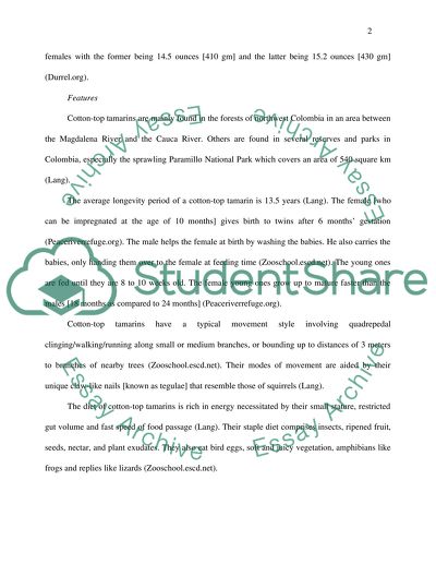 Cotton-topped tamarin