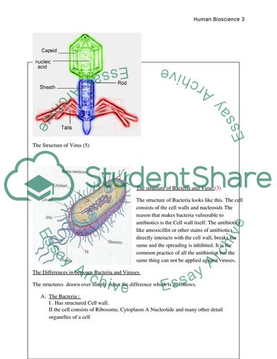 Infection of the Virulent Stain of Tripudiovirus