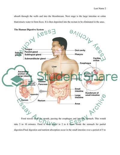 The Anatomy of Human Digestive System