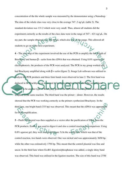 Cloning Brachyury from SW480 in pNEB193 plasmid
