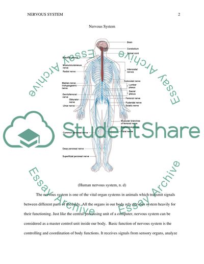 Nervous System description