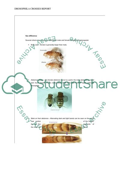 Mutations of Drosophila