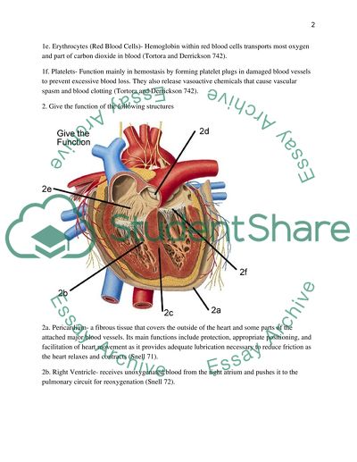 Function of Lymphocytes