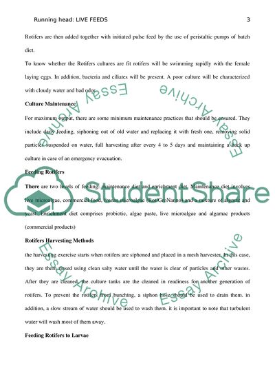 Brachionusrotundiformis - Live Feed