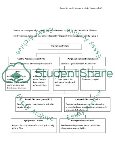 Discuss the Nervous system in human and how it affects the behaviour of human