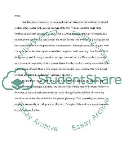 Fruit Fly, Drosophila melanogaster, genetic cross