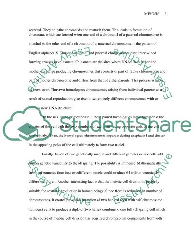 How does meiosis contribute to human genetic diversity