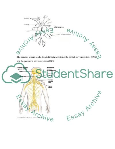 The Co-Ordination of the Human Body by the Endocrine and Nervous System