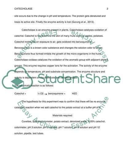 Rate of product formation in an enzyme - catalyzed reaction