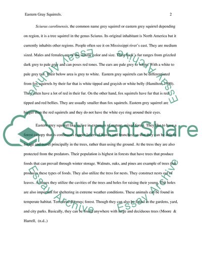 Eastern Grey Squirrel