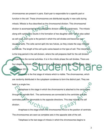The Different Stages of the Mitosis
