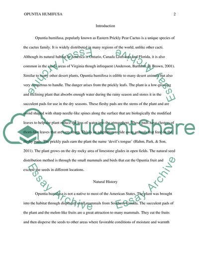 Opuntia Humifusa: the Devils Tongue