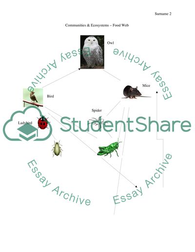 Communities & Ecosystems Food Web Poster Assignment