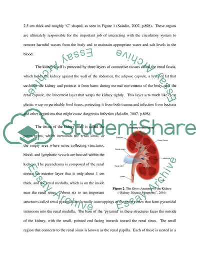 essay on urinary system