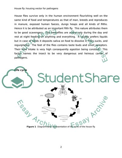House Flies - House of Pathogens
