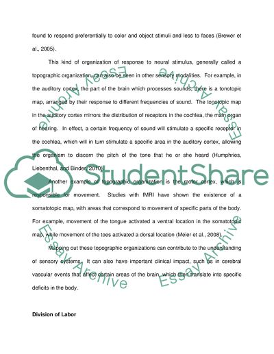 The Primate Visual System