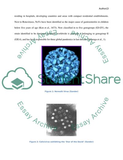 Human Calicivirus Virus