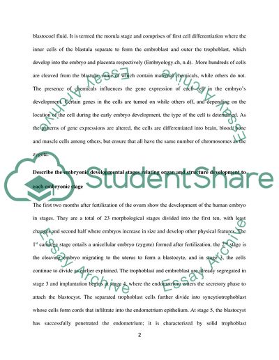 Embryology: the Process of Fertilisation and Cell Differentiation