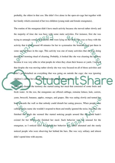 Orangutan Observation