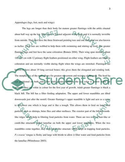 Physical Characteristics and Feeding Habits of Greater Flamingo