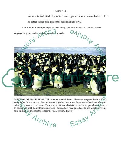 Penguins in March of the Penguins