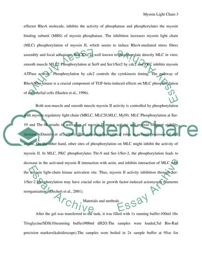 Effect of TGF- and Rock Inhibition on Phosphorylation of Myosin Light Chain